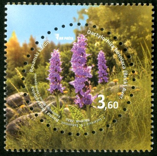 bosnian-crocus
